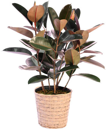 Large Rubber Plant House Plant in Angus, ON | JO-DEE'S BLOOMS & THINGS