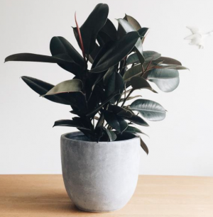 Large Rubber Tree Planter in Toronto, ON | BOTANY FLORAL STUDIO Large Rubber Tree Planter in Toronto, ON | BOTANY FLORAL STUDIO