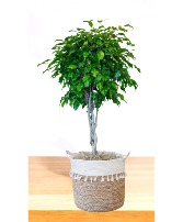 Large Braided Ficas Topiary Indoor / Outdoor Plant 