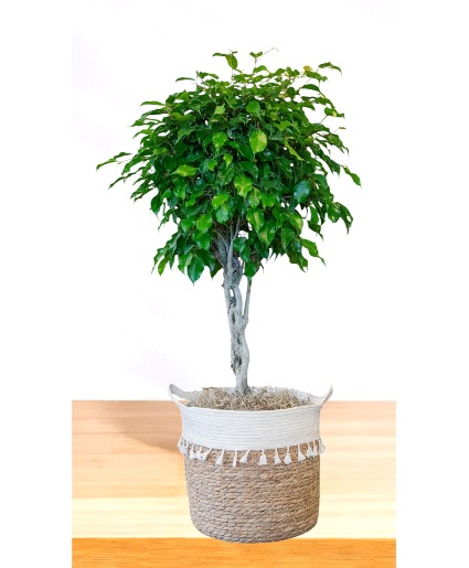 Large Braided Ficas Topiary Indoor / Outdoor Plant 