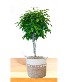 Large Braided Ficas Topiary Indoor / Outdoor Plant 