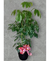 Large Schefflera Plant Plant