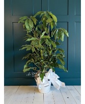 Large Schefflera Plant Plant