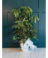 Large Schefflera Plant Plant