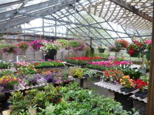 Large selection of plants for all areas hanging, dish gardens, outdoor planters