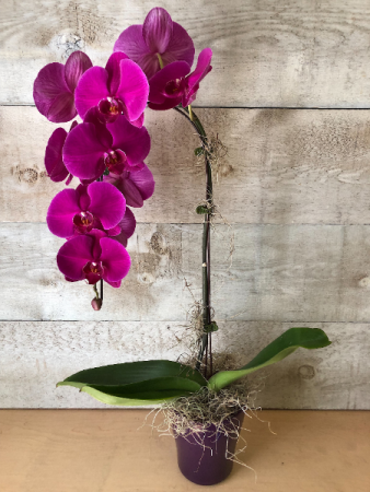 Large Single Stem Pink Waterfall Orchid Orchid in a pot