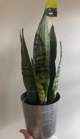 Snake Plant   in Cambridge, ON | KELLY GREENS FLOWERS & GIFT SHOP