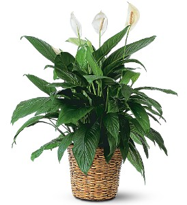 Large Spathiphyllum Plant  in Auburndale, FL | The House of Flowers