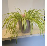 Large Spider Plant NFS-P120