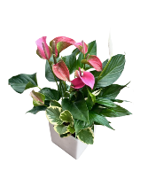 Large Square Anthurium Mix House Plant