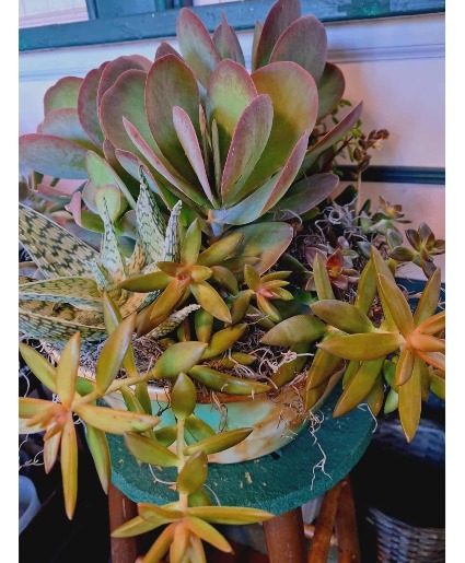 large succulant garden