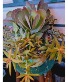 large succulant garden 