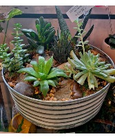 large succulant garden live succulants  only one available