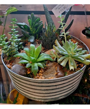 large succulant garden live succulants  only one available