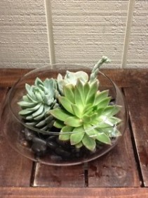 Large Succulent Arrangement Clear Dish