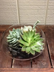 Large Succulent Arrangement Clear Dish in Fairfield, CT | Blossoms at Dailey's Flower Shop