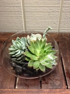 Large Succulent Arrangement Clear Dish