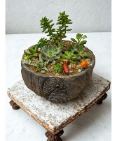 Large Succulent Dishgarden Succulent