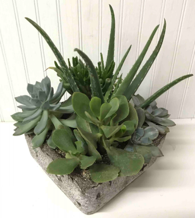 Large Succulent Garden