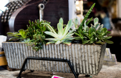 large Succulent Plamter PLANTS