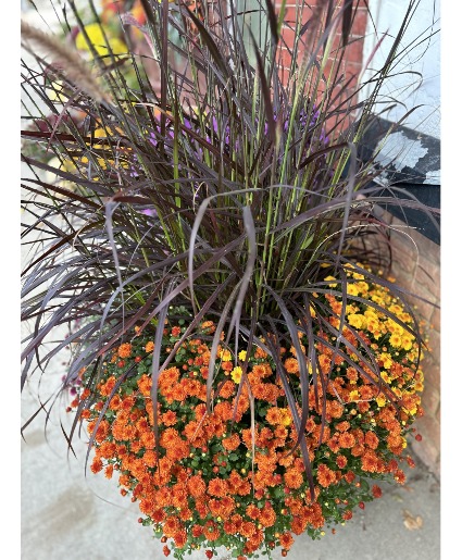 Large Tri-color Fall Mum w/grass Outdoor Blooming Plant
