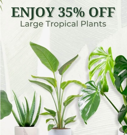 Large Tropical Plant Plant