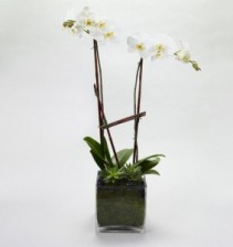 Large White Orchid  Plant