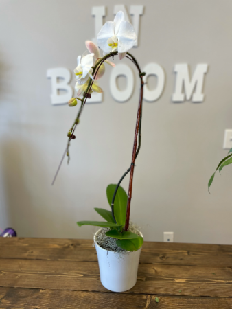 Large White Phalaenopsis Orchid 