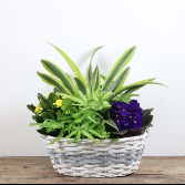 Large Wicker Euro Garden European Dish Gardern