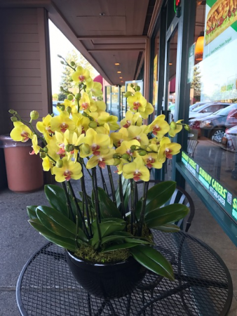 Large yellow orchid in black pot or white pot in Cupertino, CA | Melissa Orchid