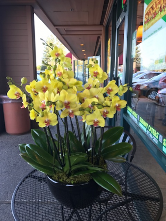 Large yellow orchid in black pot or white pot