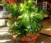 Laundry Basket of Plants Plant