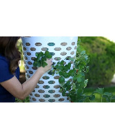"Laundry" Garden June 17th