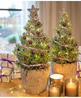 Lavander Christmas Tree Plant