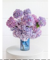 Lavander Hydrengea 