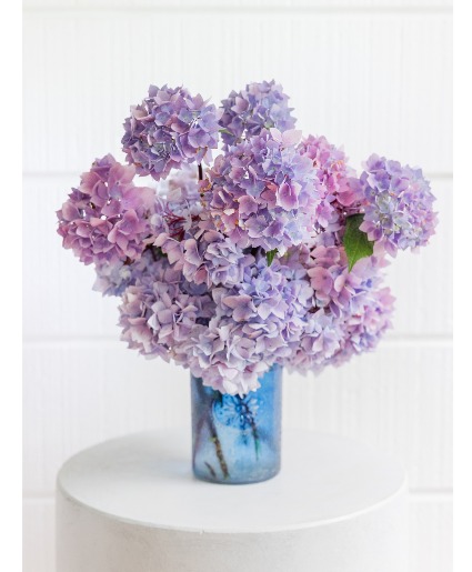 Lavander Hydrengea
