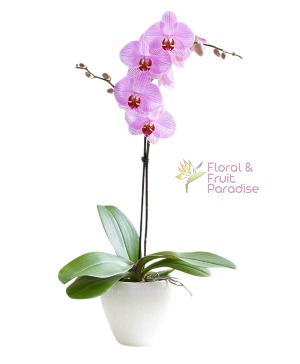 Lavander Orchid House Plant