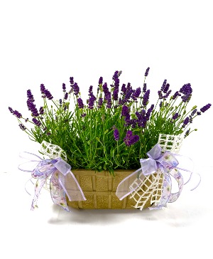 Lavender Basket 