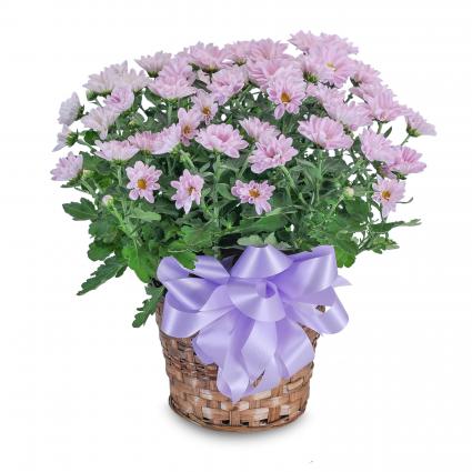 Lavender Chrysanthemum Basket Plant