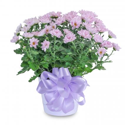 Lavender Chrysanthemum in Ceramic Container Arrangement