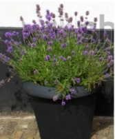Lavender deck planter Plant