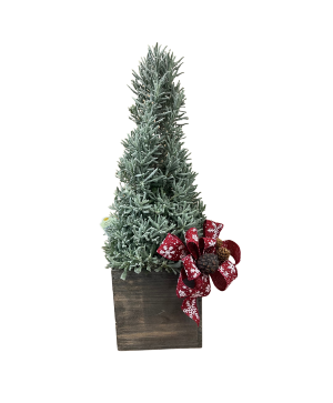 Lavender Holiday Tree House Plant