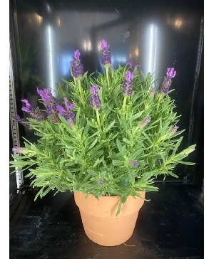Lavender In Clay Or Ceramic  