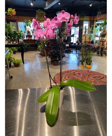 Lavender Orchid  Non-Toxic Blooming Plant  in South Milwaukee, WI | PARKWAY FLORAL INC.