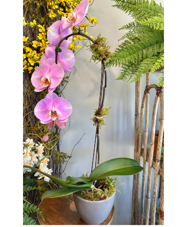 Lavender Phaleonopsis Orchid Flowering Plant in Darien, CT | DARIEN FLOWERS Lavender Phaleonopsis Orchid Flowering Plant in Darien, CT | DARIEN FLOWERS
