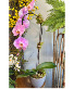 Lavender Phaleonopsis Orchid Flowering Plant