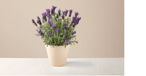 Lavender Plant Mother's Day