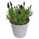 Lavender Potted Plant Plant