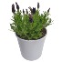 Lavender Potted Plant Plant