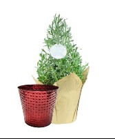 Lavender 4" Instant Gift FUNDRAISER